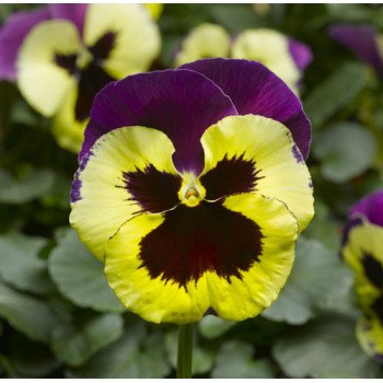 Виола Дельта F1 желтая с пурпурным крылом (yellow purple wing) /100 семян/ *Syngenta*