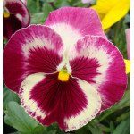 Виола Дельта F1 клубничная /100 семян/ *Syngenta*