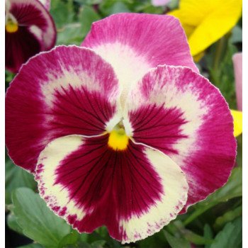 Виола Дельта F1 клубничная /100 семян/ *Syngenta*