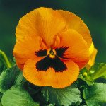 Віола Дельта F1 помаранчева з вічком (orange blotch) /100 насінин/ *Syngenta*