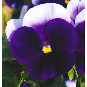 Виола Карма F1 беаконсфилд /100 семян/ *Syngenta*