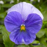 Виола Карма F1 голубая /100 семян/ *Syngenta*