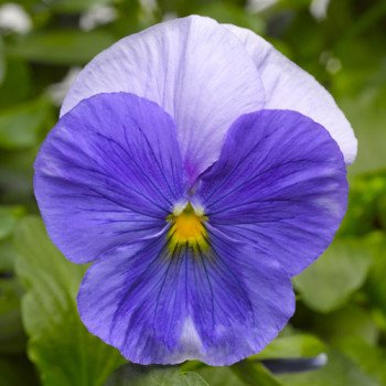 Виола Карма F1 голубая /100 семян/ *Syngenta*