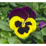 Виола Карма F1 желтая с пурпурным крылом /100 семян/ *Syngenta*