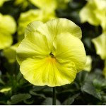 Віола Карма F1 лимонна /100 насінин/ *Syngenta*