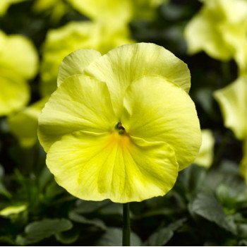 Виола Карма F1 лимонная /100 семян/ *Syngenta*