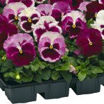 Виола Карма F1 клубничная /100 семян/ *Syngenta*