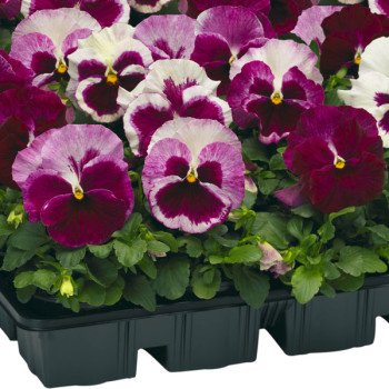 Виола Карма F1 клубничная /100 семян/ *Syngenta*