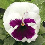 Виола Карма F1 ризинг сан /100 семян/ *Syngenta*