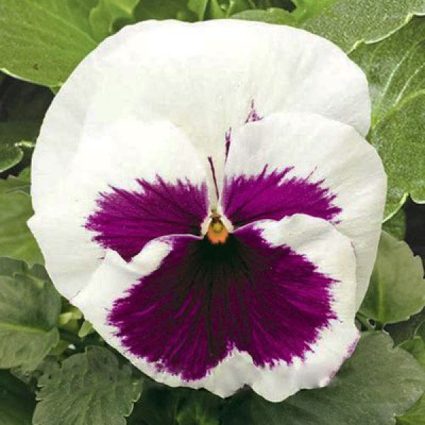 Насіння віоли Карма F1 різінг сан /100 насінин/ *Syngenta*