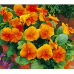 Віола Карма F1 темно-помаранчева /100 насінин/ *Syngenta*