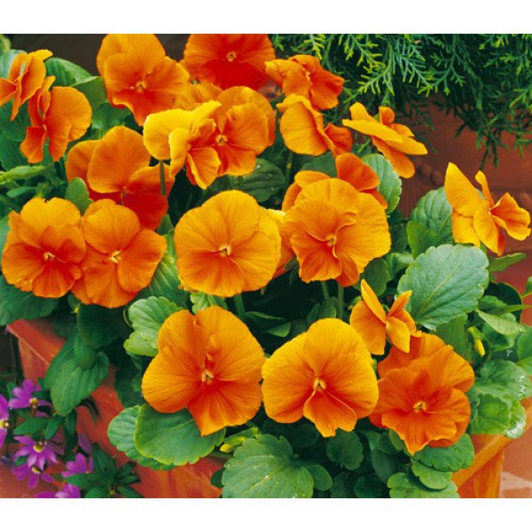 Семена виолы Карма F1 темно-оранжевая /100 семян/ *Syngenta*