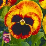 Виола Карма F1 фаэр /100 семян/ *Syngenta*