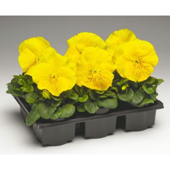 Виола Колоссус F1 желтая (yellow) /100 семян/ *Syngenta*