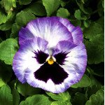 Віола Колоссус F1 лавандовий сюрприз (lavender surprise) /100 насінин/ *Syngenta*