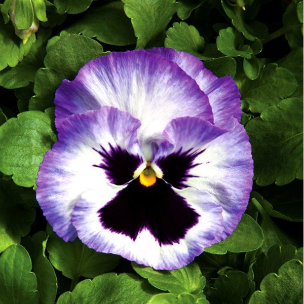 Насіння віоли Колоссус F1 лавандовий сюрприз (lavender surprise) /100 насінин/ *Syngenta*