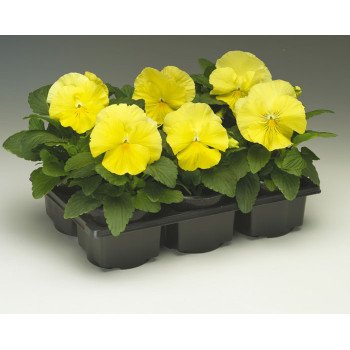 Віола Колоссус F1 лемон шейдс (lemon shades) /100 насінин/ *Syngenta*