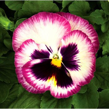 Виола Колоссус F1 розовый сюрприз (rose surprise) /100 семян/ *Syngenta*