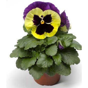 Виола Колоссус F1 триколор (tricolor) /100 семян/ *Syngenta*