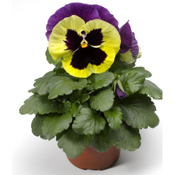 Семена виолы Колоссус F1 триколор (tricolor) /100 семян/ *Syngenta*