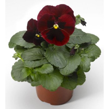 Виола Колоссус F1 красная с глазком (red with blotch) /100 семян/ *Syngenta*