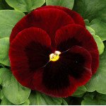 Виола Маммут F1 биг ред (big red) /100 семян/ *Syngenta*