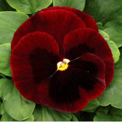 Виола Маммут F1 биг ред (big red) /100 семян/ *Syngenta*