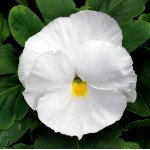 Виола Маммут F1 вайт хот (white hot) /100 семян/ *Syngenta*