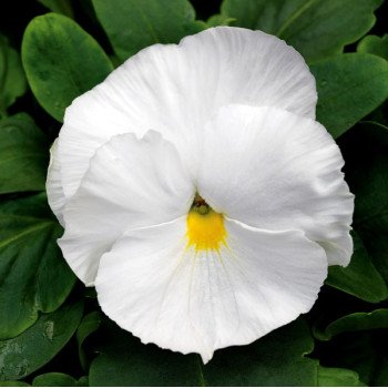 Виола Маммут F1 вайт хот (white hot) /100 семян/ *Syngenta*