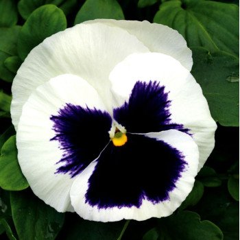 Виола Маммут F1 гламарама вайт (glamarama white) /100 семян/ *Syngenta*