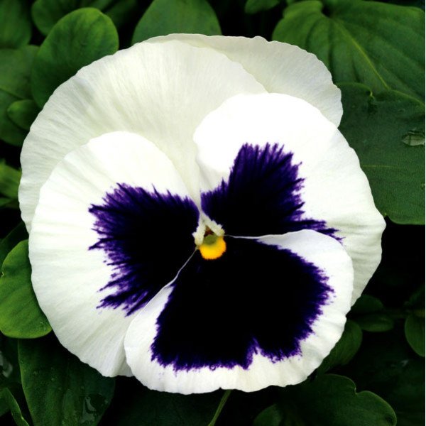 Семена виолы Маммут F1 гламарама вайт (glamarama white) /100 семян/ *Syngenta*