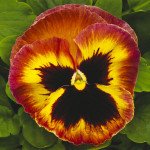 Віола Маммут F1 сангрія (sangria) /100 насінин/ *Syngenta*