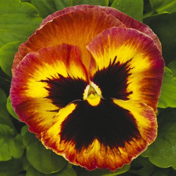 Віола Маммут F1 сангрія (sangria) /100 насінин/ *Syngenta*