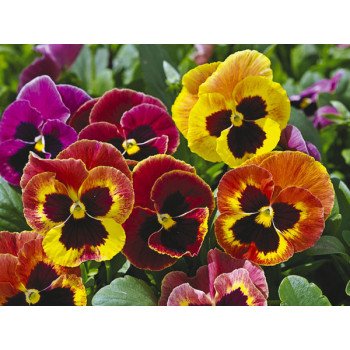 Віола Маммут F1 сангрія (sangria) /100 насінин/ *Syngenta*