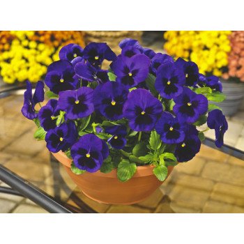 Виола Маммут F1 темно-синяя (deep blue) /100 семян/ *Syngenta*