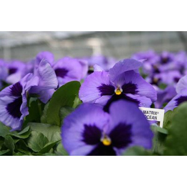 Семена виолы Матрикс F1 океан (ocean) /100 семян/ *Pan American*