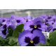Семена виолы Матрикс F1 океан (ocean) /100 семян/ *Pan American*