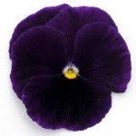 Віола Матрікс F1 пурпурна (purple) /100 насінин/ *Pan American*