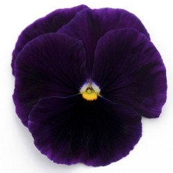 Виола Матрикс F1 пурпурная (purple) /100 семян/ *Pan American*