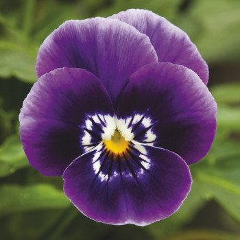 Виола Пенни F1 дип марина (deep marina) /100 семян/ *Syngenta*