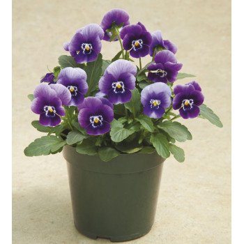 Виола Пенни F1 дип марина (deep marina) /100 семян/ *Syngenta*