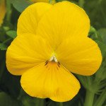 Віола Пенні F1 жовта (yellow) /100 насінин/ *Syngenta*