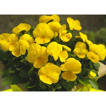 Виола Пенни F1 желтая (yellow) /100 семян/ *Syngenta*