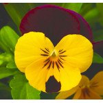 Віола Пенні F1 жовта з червоним крилом (yellow with red wing) /100 насінин/ *Syngenta*