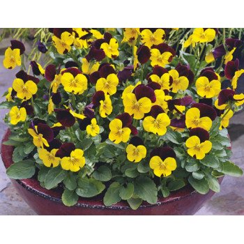 Виола Пенни F1 желтая с красным крылом (yellow with red wing) /100 семян/ *Syngenta*