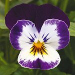 Віола Пенні F1 міккі (mickey) /100 насінин/ *Syngenta*