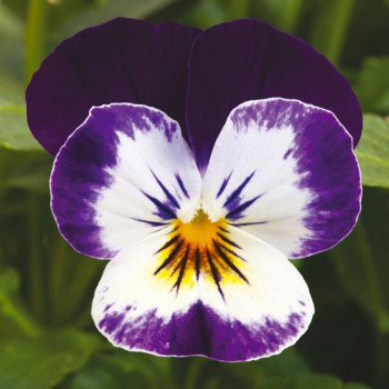 Виола Пенни F1 микки (mickey) /100 семян/ *Syngenta*