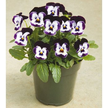 Виола Пенни F1 микки (mickey) /100 семян/ *Syngenta*