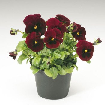 Виола Пенни F1 красная с глазком (red with blotch) /100 семян/ *Syngenta*