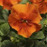 Віола Фрізлі Сізлі F1 помаранчева (orange) /100 насінин/ *Pan American*